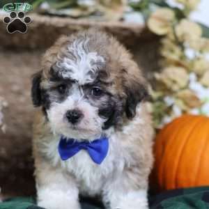 Franky, Teddy Bear Puppy